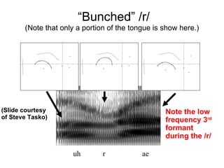 “ Bunched” /r/ (Note that only a portion of the tongue is show here.) uh r ae Note the low frequency 3 rd  formant during the /r/ (Slide courtesy of Steve Tasko) 