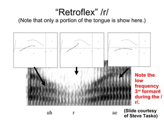 “ Retroflex” /r/ (Note that only a portion of the tongue is show here.) uh r ae (Slide courtesy of Steve Tasko) Note the low frequency 3 rd  formant during the /r/. 