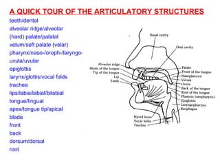A QUICK TOUR OF THE ARTICULATORY STRUCTURES teeth/dental alveolar ridge/alveolar (hard) palate/palatal velum/soft palate (velar) pharynx/naso-/oroph-/laryngo- uvula/uvular epiglottis larynx/glottis/vocal folds trachea lips/labia/labial/bilabial tongue/lingual apex/tongue tip/apical blade front back dorsum/dorsal root 