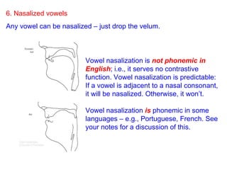 6. Nasalized vowels Any vowel can be nasalized – just drop the velum. Vowel nasalization is  not phonemic in English ; i.e., it serves no contrastive function. Vowel nasalization is predictable: If a vowel is adjacent to a nasal consonant, it will be nasalized. Otherwise, it won’t. Vowel nasalization  is  phonemic in some languages – e.g., Portuguese, French. See your notes for a discussion of this. 