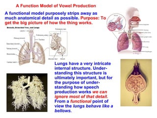 A Function Model of Vowel Production A functional model purposely strips away as much anatomical detail as possible.  Purpose: To get the big picture of how the thing works. Lungs have a very intricate internal structure. Under- standing this structure is ultimately important, but for the purpose of under-standing how speech production works  we can ignore most of that detail.  From a  functional  point of view the  lungs behave like a bellows. 