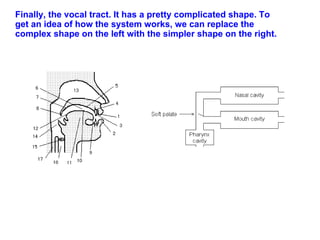 Finally, the vocal tract. It has a pretty complicated shape. To get an idea of how the system works, we can replace the complex shape on the left with the simpler shape on the right. 