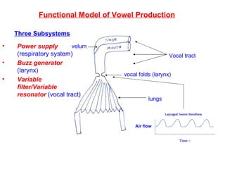Functional Model of Vowel Production Three Subsystems Power supply  (respiratory system) Buzz generator  (larynx) Variable filter/Variable resonator  (vocal tract) velum vocal folds (larynx) lungs Vocal tract Air flow 