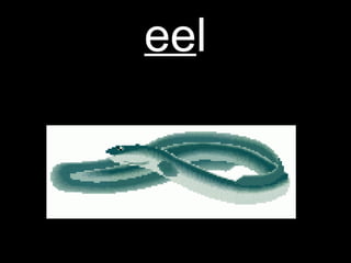 eel

 