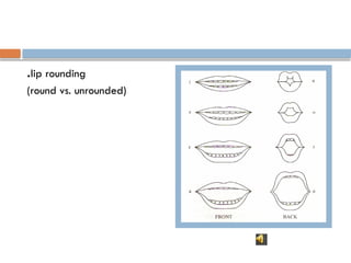 .lip rounding
(round vs. unrounded)
 