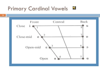 Primary Cardinal Vowels
14
 