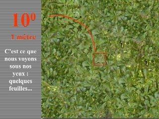 C’est ce que nous voyons sous nos yeux : quelques feuilles... 10 0 1 mètre 