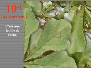 C’est une feuille de chêne. 10 -1 10 Centimètres 