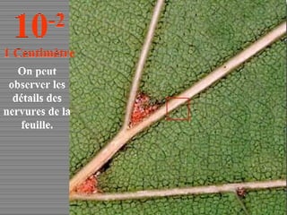 On peut observer les détails des nervures de la feuille. 10 -2 1 Centimètre 