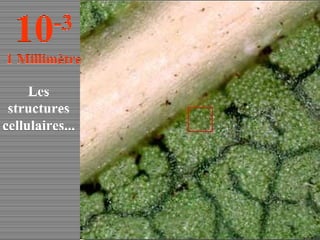 Les structures cellulaires... 10 -3 1 Millimètre 