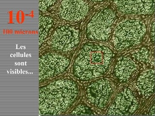 Les cellules sont visibles...  10 -4 100 microns 