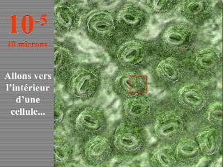 Allons vers l’intérieur d’une cellule... 10 -5 10 microns 