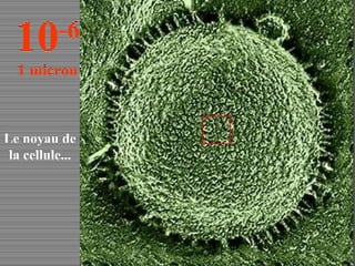 Le noyau de la cellule... 10 -6 1 micron 