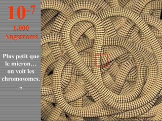 Plus petit que le micron… on voit les chromosomes... 10 -7 1.000 Angstroms 