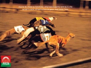 Course de chiens au Canidrome, situé dans la partie nord de la ville qui est la seule infrastructure du genre dans toute l’Asie. 