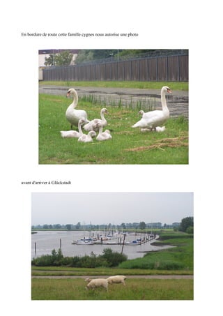 En bordure de route cette famille cygnes nous autorise une photo

avant d'arriver à Glückstadt

 