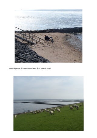 des troupeaux de moutons au bord de la mer du Nord

 