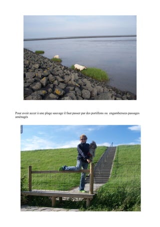 Pour avoir accer à une plage sauvage il faut passer par des portillons ou engambersees passages
aménagés

 