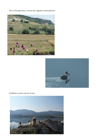 Sur ce barrage nous y voyons des cigognes et des pélicans

Et Babou se prête à jouer la star

 