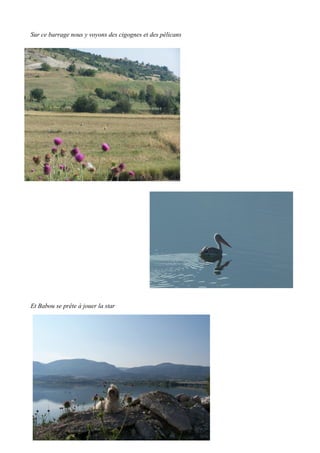 Sur ce barrage nous y voyons des cigognes et des pélicans

Et Babou se prête à jouer la star

 