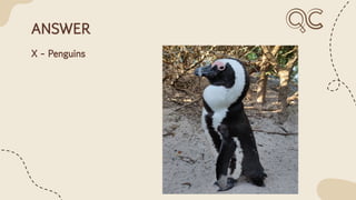 ANSWER
X - Penguins
 