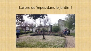 L’arbre de Yepes dans le jardin!!
 