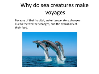 Why do sea creatures make
voyages
Because of their habitat, water temperature changes
due to the weather changes, and the availability of
their food.
 
