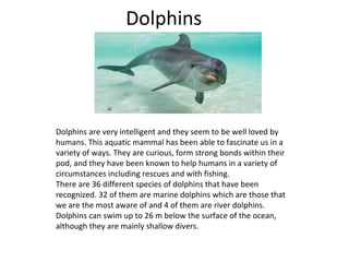 Dolphins
Dolphins are very intelligent and they seem to be well loved by
humans. This aquatic mammal has been able to fascinate us in a
variety of ways. They are curious, form strong bonds within their
pod, and they have been known to help humans in a variety of
circumstances including rescues and with fishing.
There are 36 different species of dolphins that have been
recognized. 32 of them are marine dolphins which are those that
we are the most aware of and 4 of them are river dolphins.
Dolphins can swim up to 26 m below the surface of the ocean,
although they are mainly shallow divers.
 