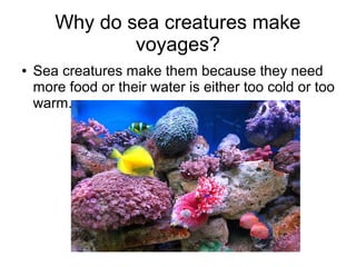Why do sea creatures make
voyages?
● Sea creatures make them because they need
more food or their water is either too cold or too
warm.
 
