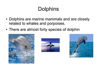 Dolphins
● Dolphins are marine mammals and are closely
related to whales and porpoises.
● There are almost forty species of dolphin
 