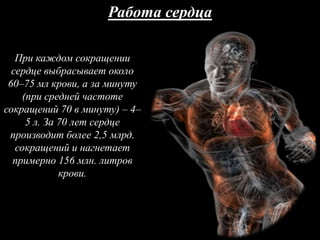 Работа сердца
При каждом сокращении
сердце выбрасывает около
60–75 мл крови, а за минуту
(при средней частоте
сокращений 70 в минуту) – 4–
5 л. За 70 лет сердце
производит более 2,5 млрд.
сокращений и нагнетает
примерно 156 млн. литров
крови.
 