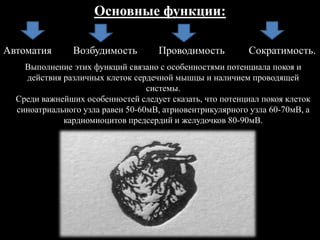 Основные функции:
Автоматия Возбудимость Проводимость Сократимость.
Выполнение этих функций связано с особенностями потенциала покоя и
действия различных клеток сердечной мышцы и наличием проводящей
системы.
Среди важнейших особенностей следует сказать, что потенциал покоя клеток
синоатриального узла равен 50-60мВ, атриовентрикулярного узла 60-70мВ, а
кардиомиоцитов предсердий и желудочков 80-90мВ.
 