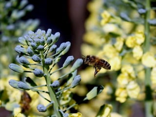 Vozes da primavera de strauss