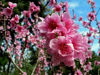 Vozes da primavera de strauss