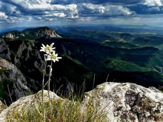 Vozes da primavera de strauss