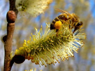 Vozes da primavera de strauss