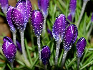 Vozes da primavera de strauss