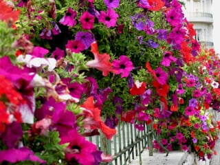 Vozes da primavera de strauss