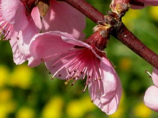 Vozes da primavera de strauss