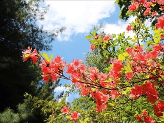 Vozes da primavera de strauss