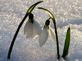 Vozes da primavera de strauss