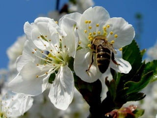 Vozes da primavera de strauss