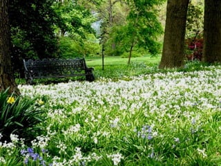 Vozes da primavera de strauss