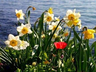 Vozes da primavera de strauss