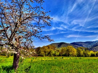 Vozes da primavera de strauss