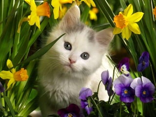 Vozes da primavera de strauss