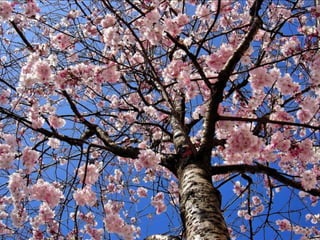 Vozes da primavera de strauss