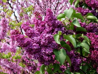 Vozes da primavera de strauss