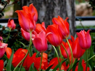 Vozes da primavera de strauss