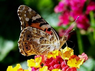 Vozes da primavera de strauss